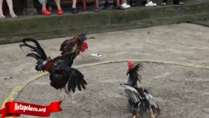 Ayam Bangkok Dengan Jurus Bongkar Yang Mematikan