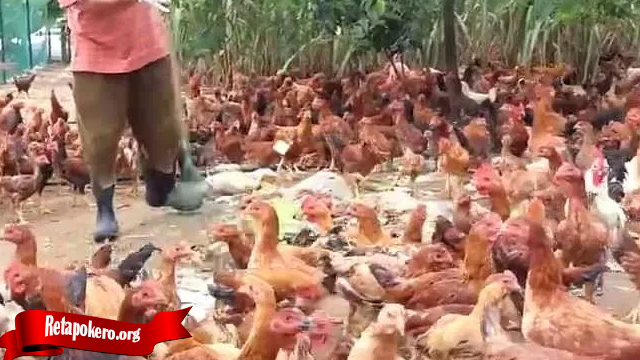 Kenali Sifat Ayam