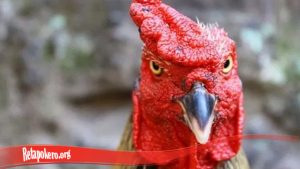 Mempercepat Pemulihan Mata Ayam Tarung S128