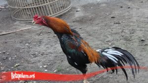 Tips Tumbuhkan Bulu Ayam Tarung SV388