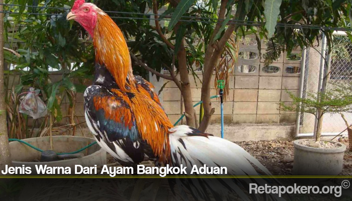 Jenis Warna Dari Ayam Bangkok Aduan